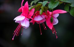 Fuchsien
