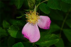Verwelkende Heckenrose Verwelkende Heckenrose