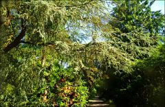 Waldweg im Juni Waldweg im Juni