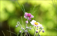 Herbstanemonen Herbstanemonen