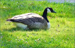 Kanadagans Kanadagans