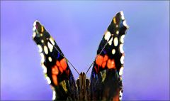 Admiralfalter Admiralfalter