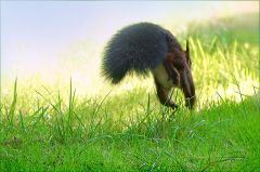 Eichhörnchen im Sprung