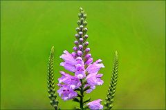 Gelenkblume Gelenkblume