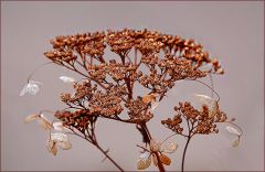 Verwelkt und vertrocknet