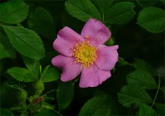 Heckenrose Heckenrose