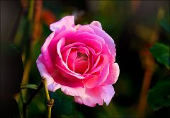 Eine letzte noch blühende Rose Eine letzte noch blühende Rose