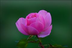 Rose mit Morgentau Rose mit Morgentau