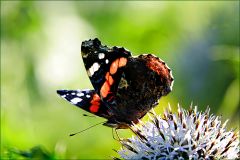 Admiralfalter Admiralfalter