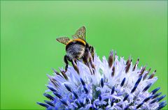 Hummel auf einer Kugeldistel