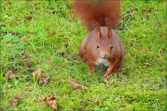 Eichhörnchen Eichhörnchen