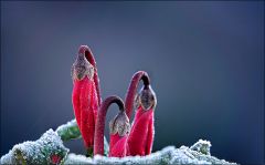 Alpenveilchen mit Raureif