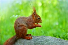 Eichhörnchen Eichhörnchen