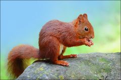 Eichhörnchen