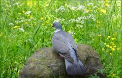 Ringeltaube Ringeltaube