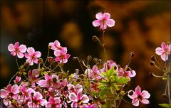 Herbstanemonen Herbstanemonen