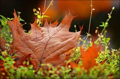 Ein Blatt im Oktober