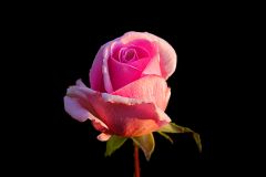 Rose im Dezember Rose im Dezember