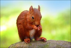 Eichhörnchen