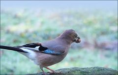 Eichelhäher Eichelhäher