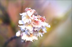 Blüten der Schneekirsche Blüten der Schneekirsche