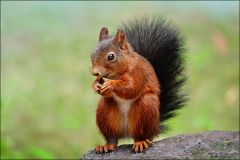 Eichhörnchen Eichhörnchen