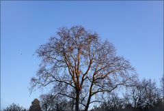 Baum im Februar