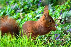 Eichhörnchen