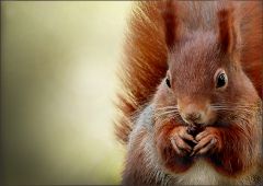 Eichhörnchen Eichhörnchen