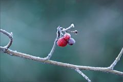 Frostbeeren