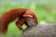 Eichhörnchen springt hinunter Eichhörnchen springt hinunter