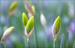 Narzissenknospen Narzissenknospen