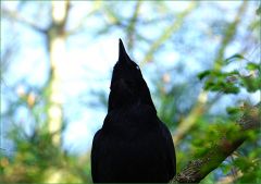 Rabe schaut in den Himmel Rabe schaut in den Himmel