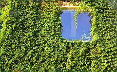 Hauswand mit Efeu bewachsen