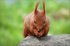 Eichhörnchen Eichhörnchen