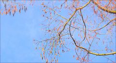 Morgensonne auf den Zweigen