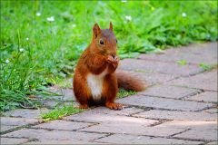 Eichhörnchen Eichhörnchen