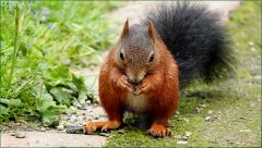 Eichhörnchen Eichhörnchen