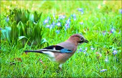 Eichelhäher im März