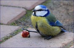 Blaumeise mit einer Haselnuss