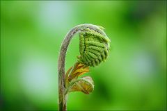 Farnknospe Farnknospe