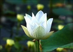 Seerose