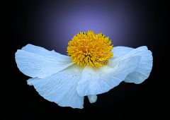 Baummohn