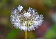 Flugschirmchen des Löwenzahns