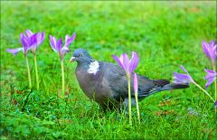 Taube zwischen Herbstzeitlosen