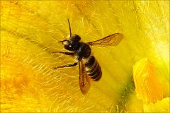 Biene in einer Kürbisblüte