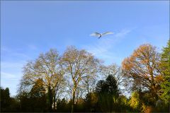 Fischreiher im Anflug Fischreiher im Anflug