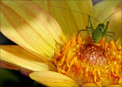 Heuschrecke Heuschrecke