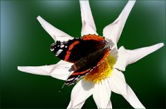 Admiralfalter auf einer Sterndahlie