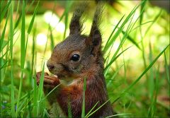 Eichhörnchen in der Wiese